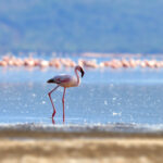 flamingos on lake kenya africa 2021 08 26 15 55 36 utc