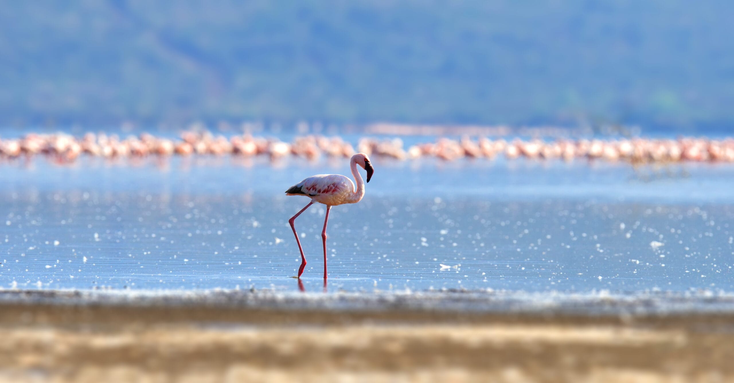 flamingos on lake kenya africa 2021 08 26 15 55 36 utc scaled