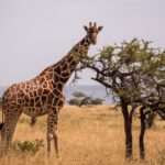 giraffe grazing by a tree in the middle of the afr 2022 12 31 04 15 44 utc