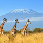 giraffe in national park of kenya 2021 08 26 15 55 37 utc