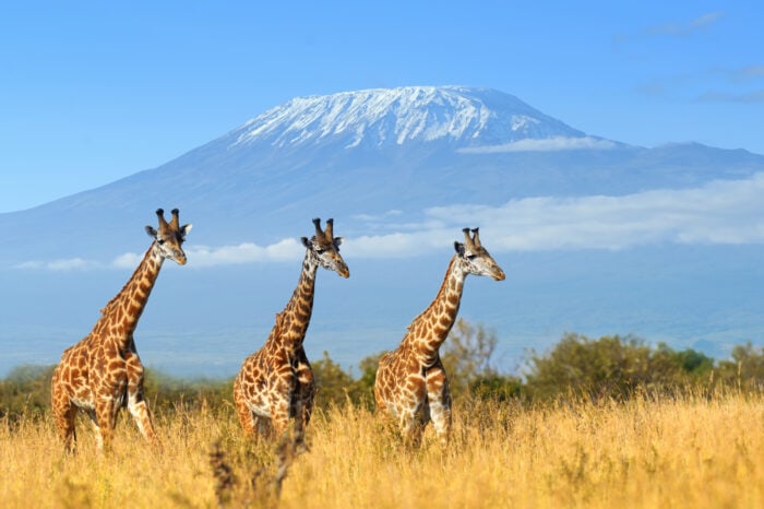 5 giorni Amboseli / Lago Naivasha / Masai Mara (4 notti), volo Ukunda Airstrip