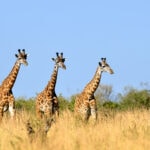 giraffe in national park of kenya 2021 08 26 15 55 42 utc