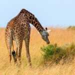 giraffe in national park of kenya 2021 08 26 15 56 04 utc