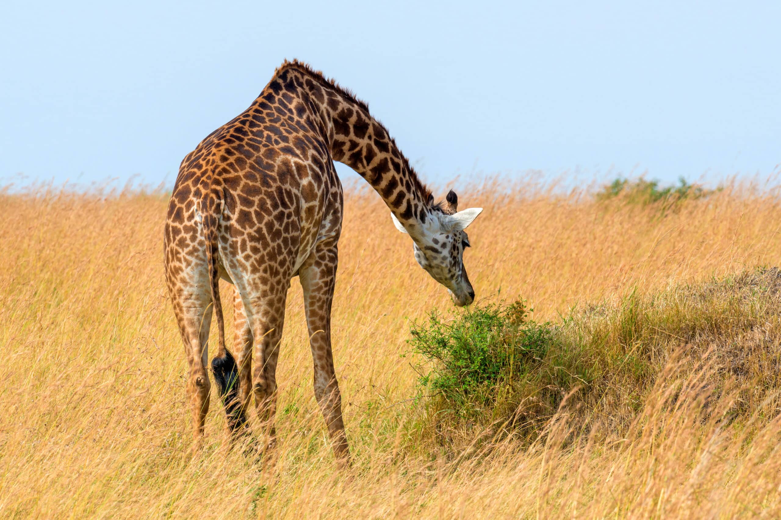 giraffe in national park of kenya 2021 08 26 15 56 04 utc scaled