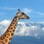 giraffe on kilimanjaro mountain in national park o 2021 08 26 15 56 07 utc