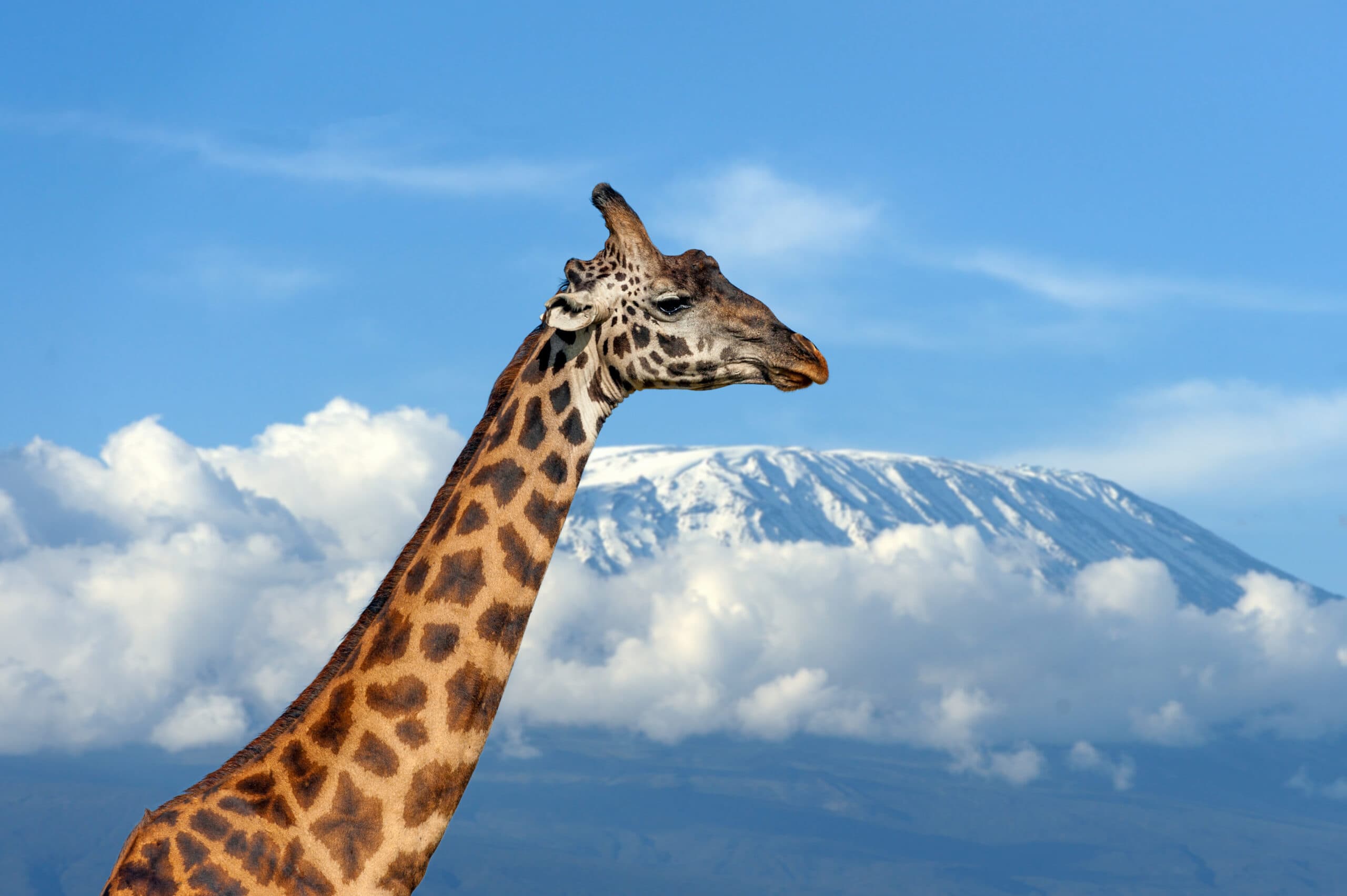 giraffe on kilimanjaro mountain in national park o 2021 08 26 15 56 07 utc scaled