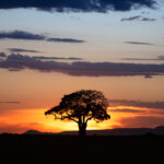 golden sunset in kenya africa 2022 06 17 03 13 50 utc