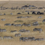 grant s zebras and wildebeests kenya 2022 03 04 02 25 14 utc