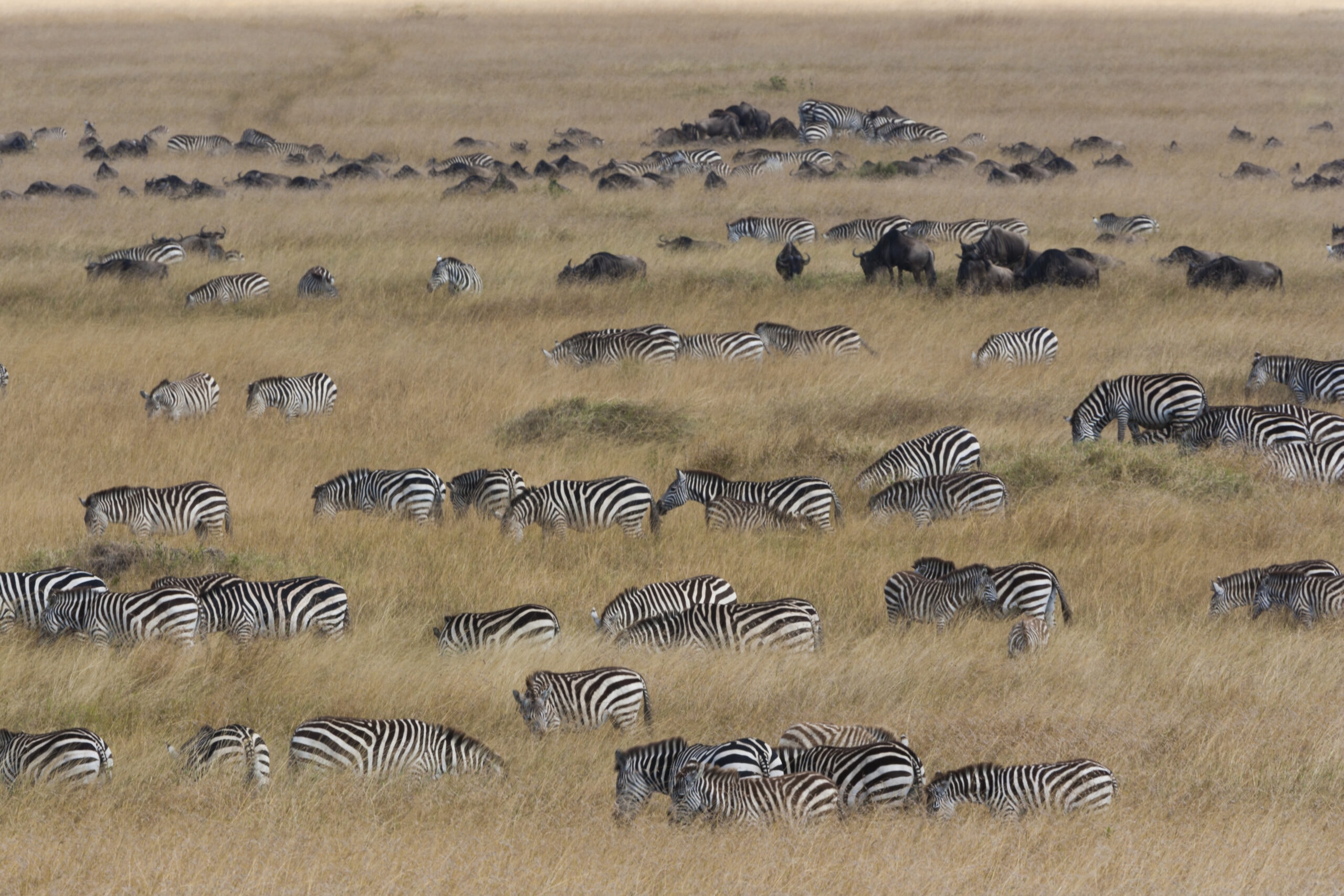 grant s zebras and wildebeests kenya 2022 03 04 02 25 14 utc scaled
