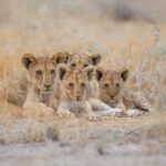 group of cute baby lions lying among the grass in 2022 12 31 05 14 57 utc