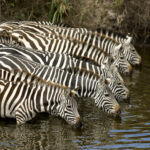 herd of zebra at masai mara kenya 2021 08 26 18 00 22 utc 1