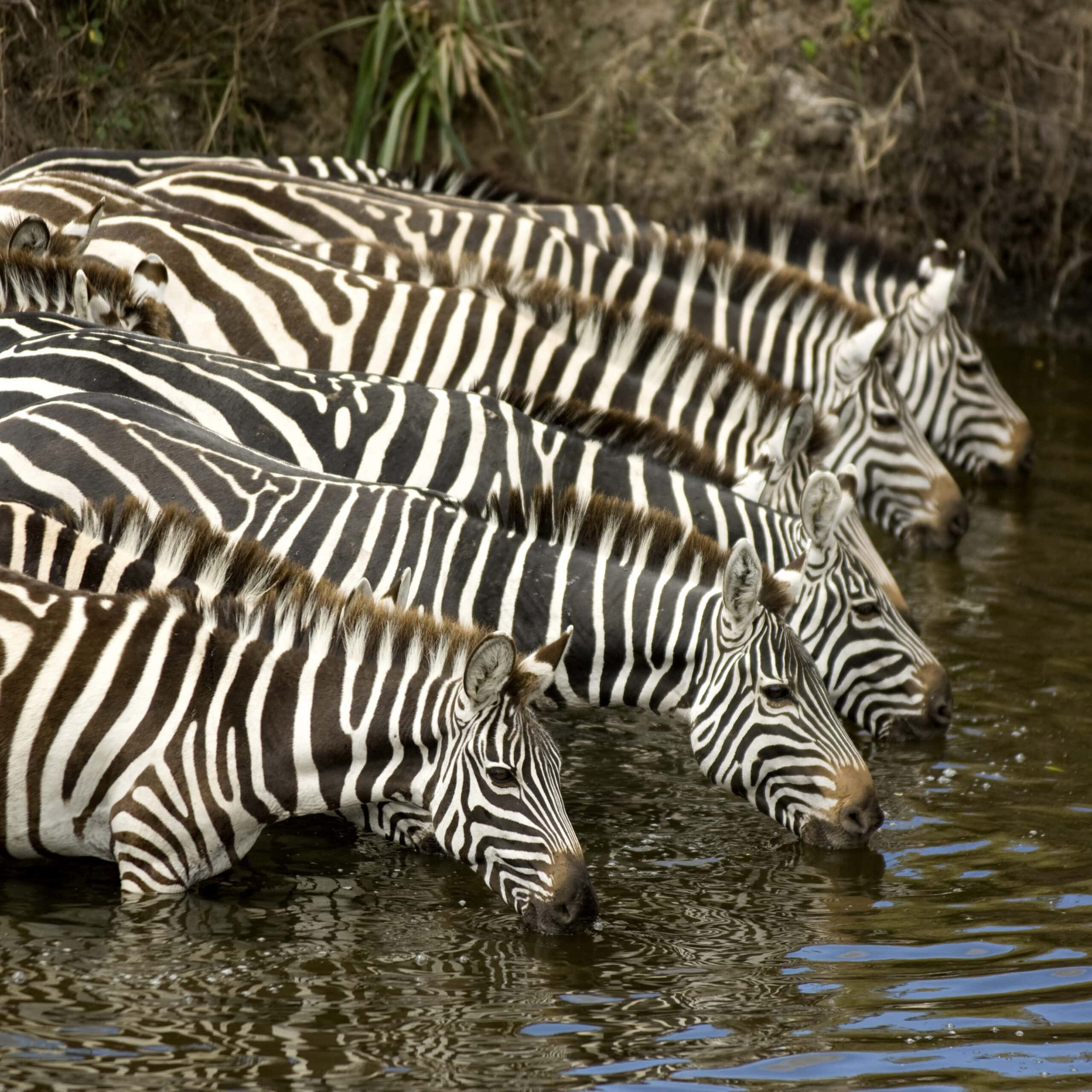 herd of zebra at masai mara kenya 2021 08 26 18 00 22 utc 1 scaled