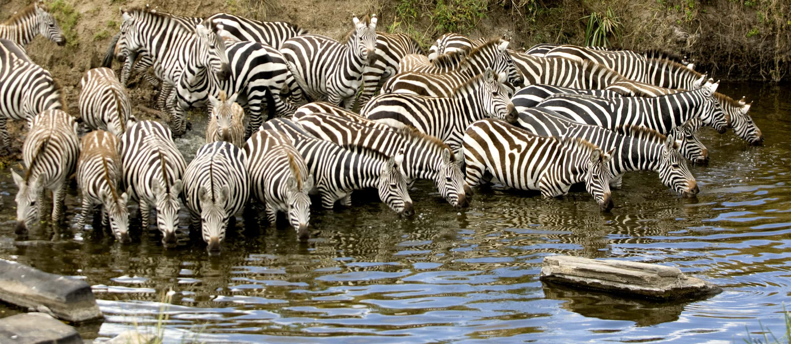 herd of zebra at masai mara kenya 2021 08 26 18 00 22 utc scaled