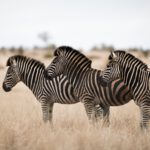 herd of zebras standing on the savanna field with 2022 12 31 01 52 51 utc