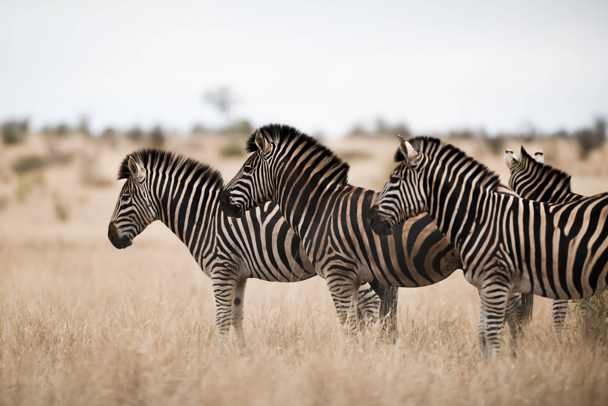 herd of zebras standing on the savanna field with 2022 12 31 01 52 51 utc scaled