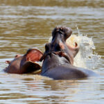 hippo family kenya africa 2021 08 26 15 55 36 utc
