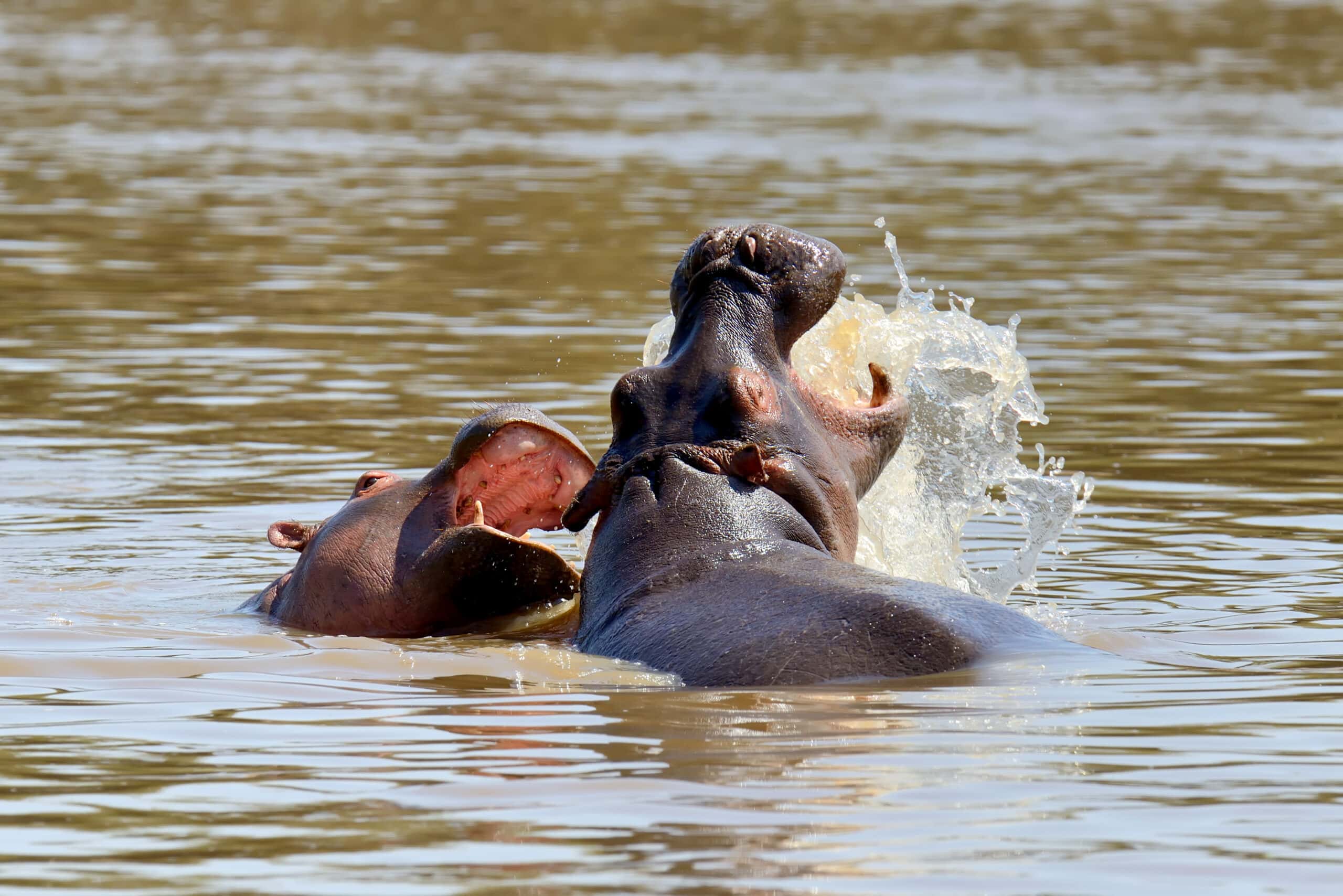hippo family kenya africa 2021 08 26 15 55 36 utc scaled