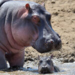 hippo family kenya africa 2021 08 26 15 55 37 utc