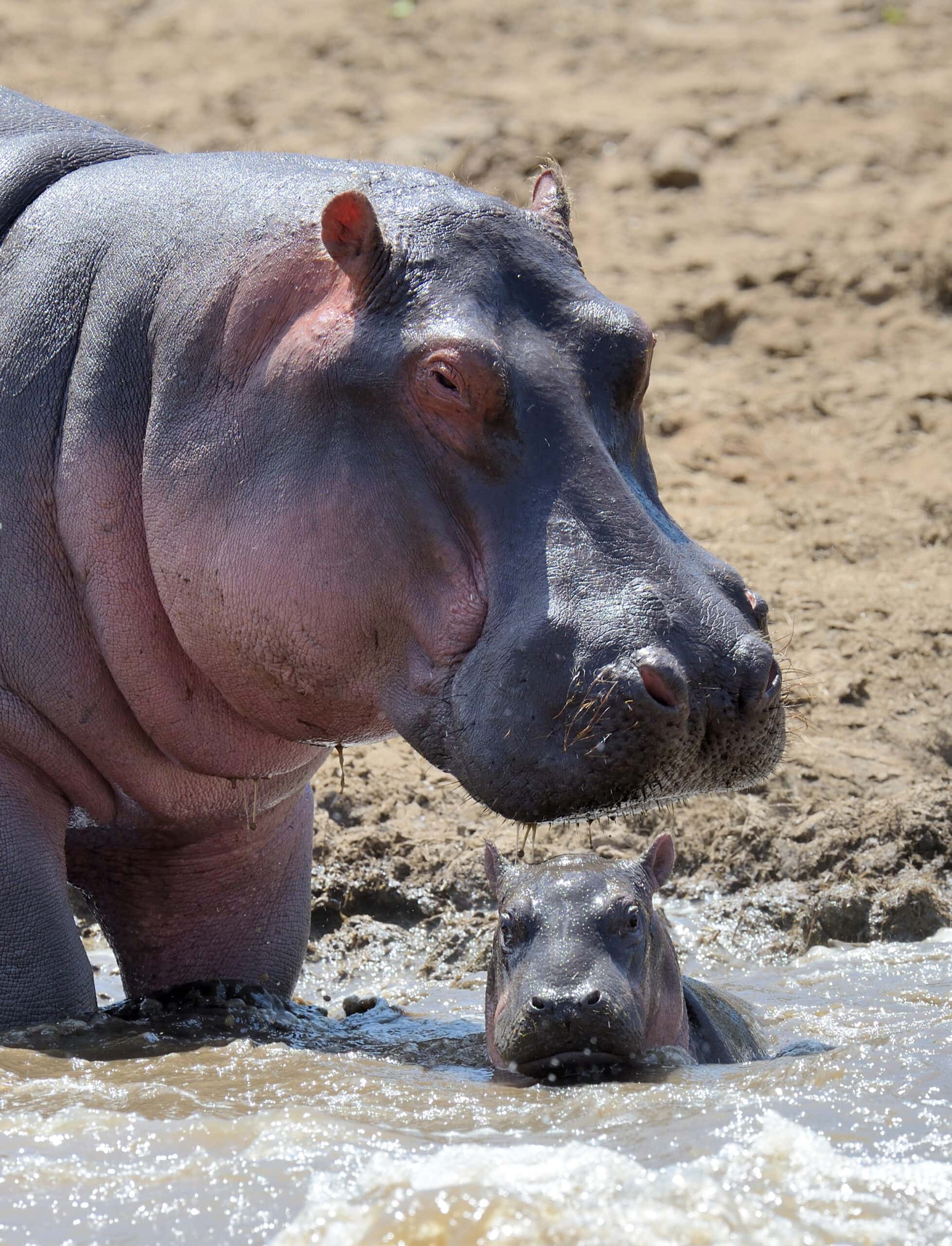 hippo family kenya africa 2021 08 26 15 55 37 utc scaled