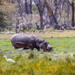 hippo grazing in amboseli kenya marshlands 2022 06 17 03 07 14 utc