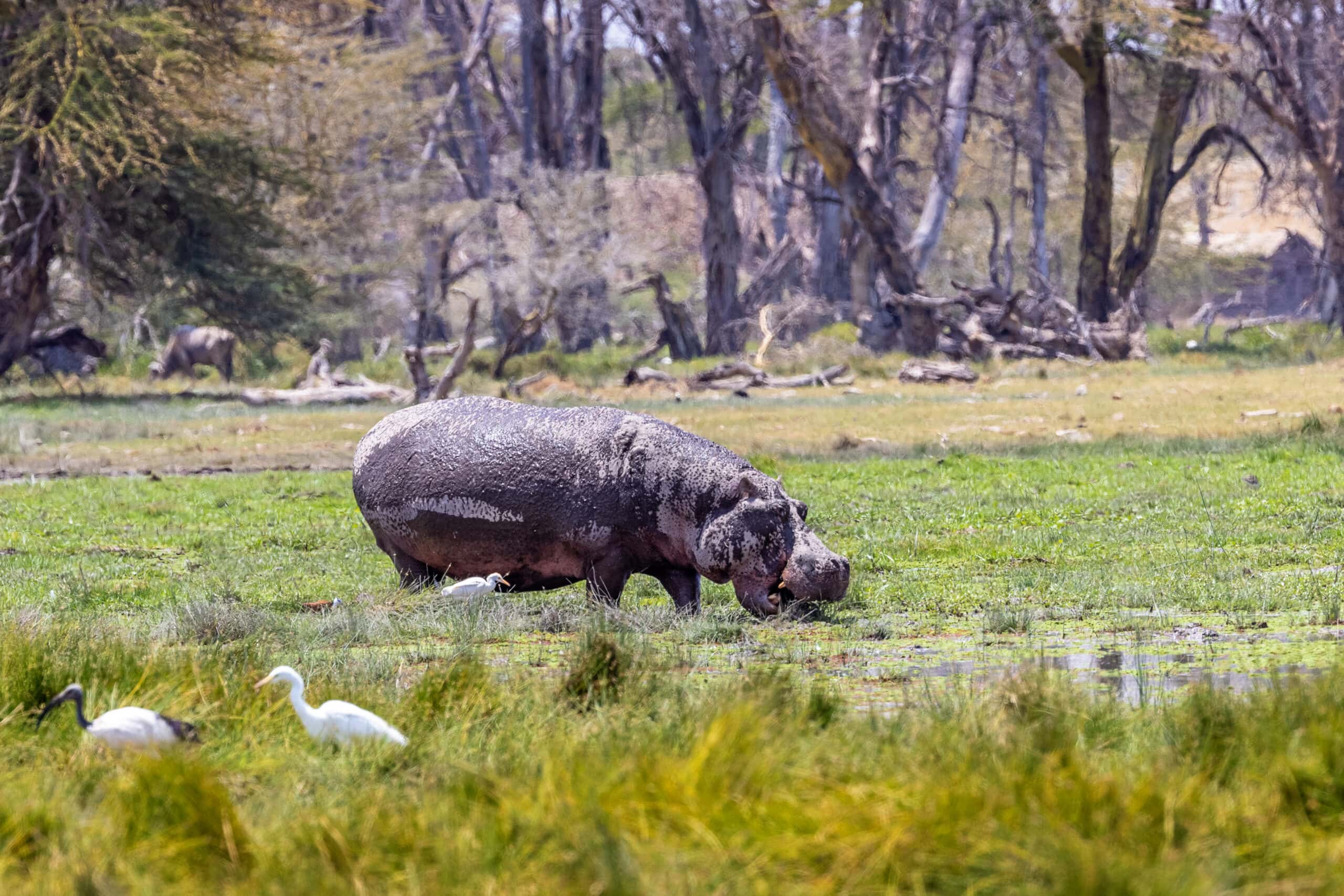 hippo grazing in amboseli kenya marshlands 2022 06 17 03 07 14 utc scaled