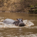 hippo in the lake kenya national park africa 2021 08 26 19 00 20 utc