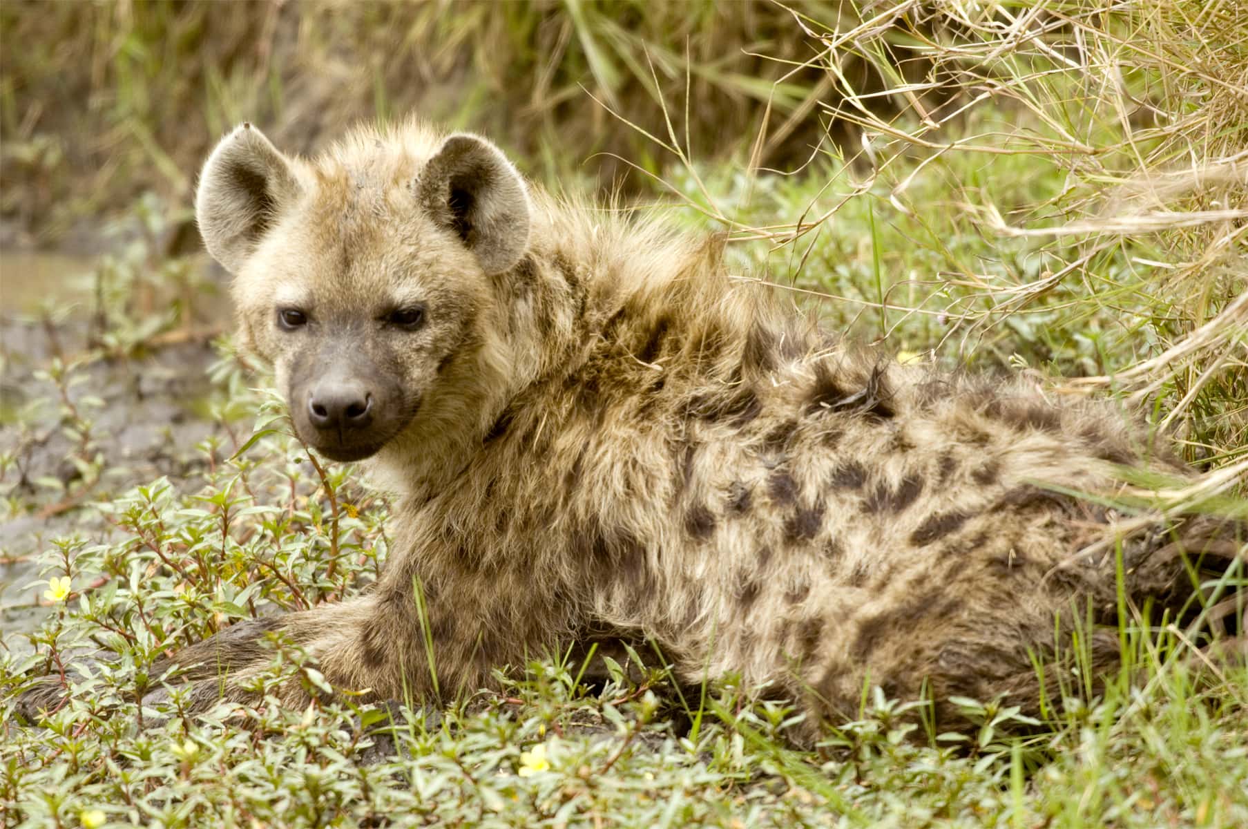 hyena masai mara kenya 2021 08 26 18 00 22 utc