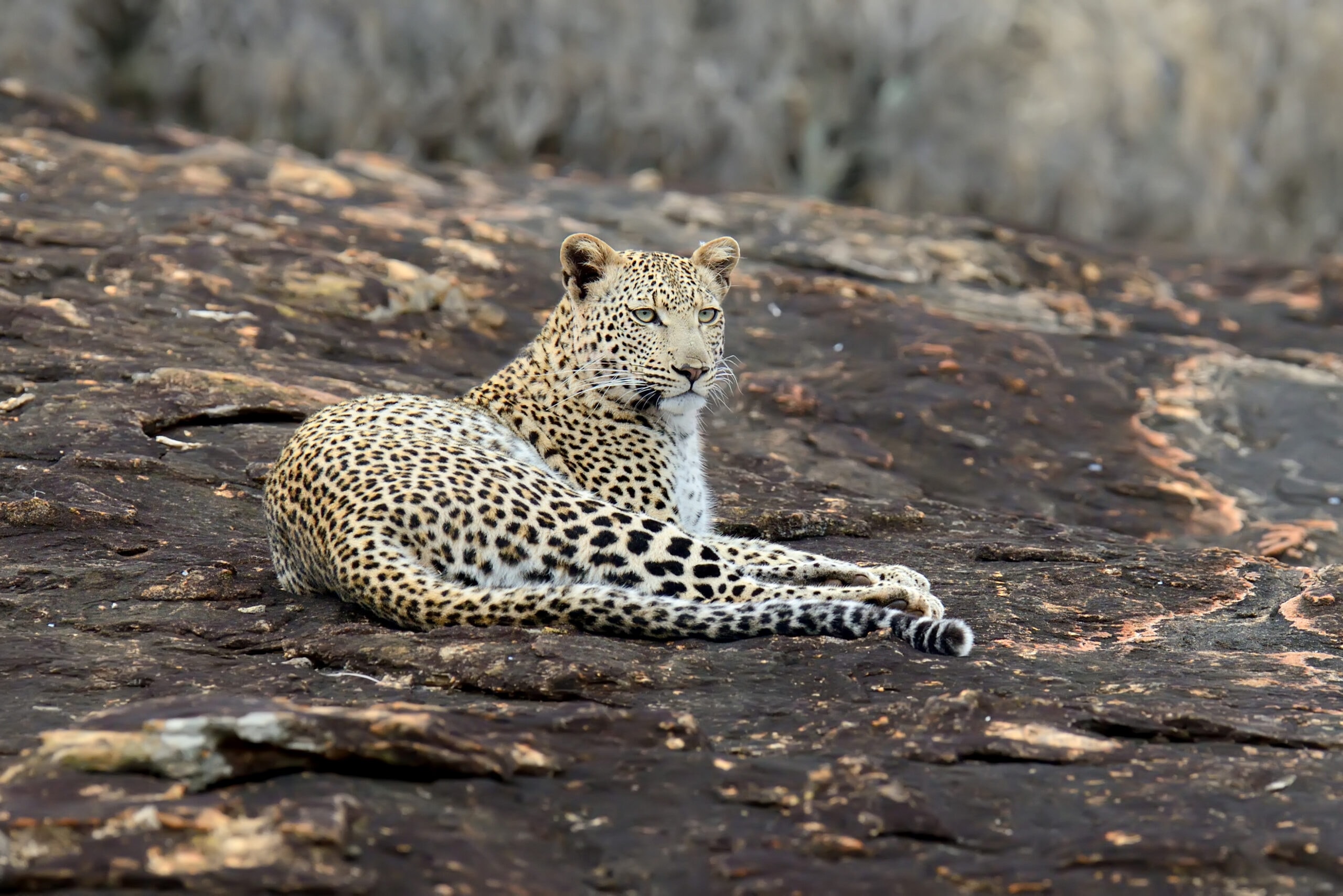 leopard in national park of kenya 2021 08 26 15 55 43 utc scaled