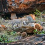 leopard in national park of kenya 2021 08 26 15 55 55 utc