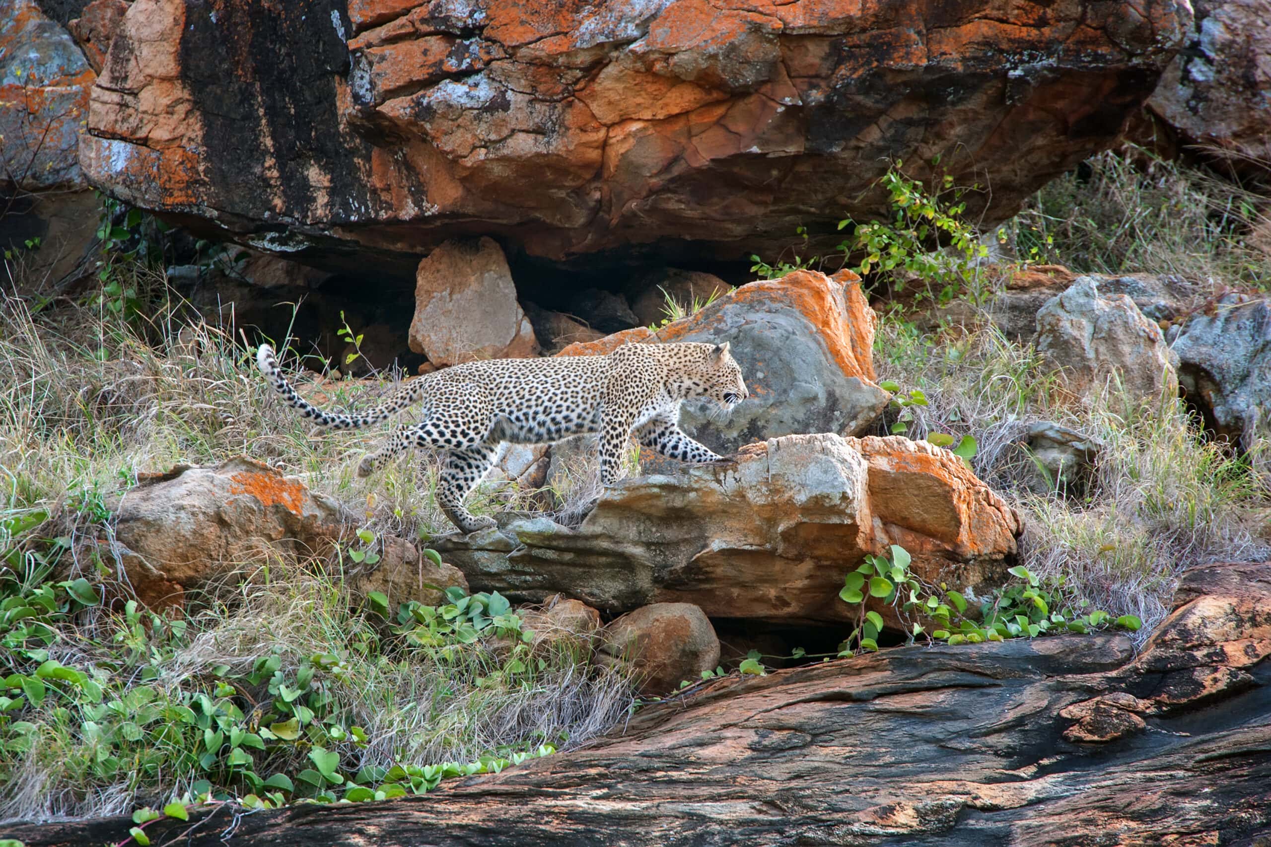 leopard in national park of kenya 2021 08 26 15 55 55 utc scaled