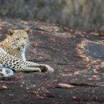 leopard in national park of kenya 2021 08 26 15 56 05 utc