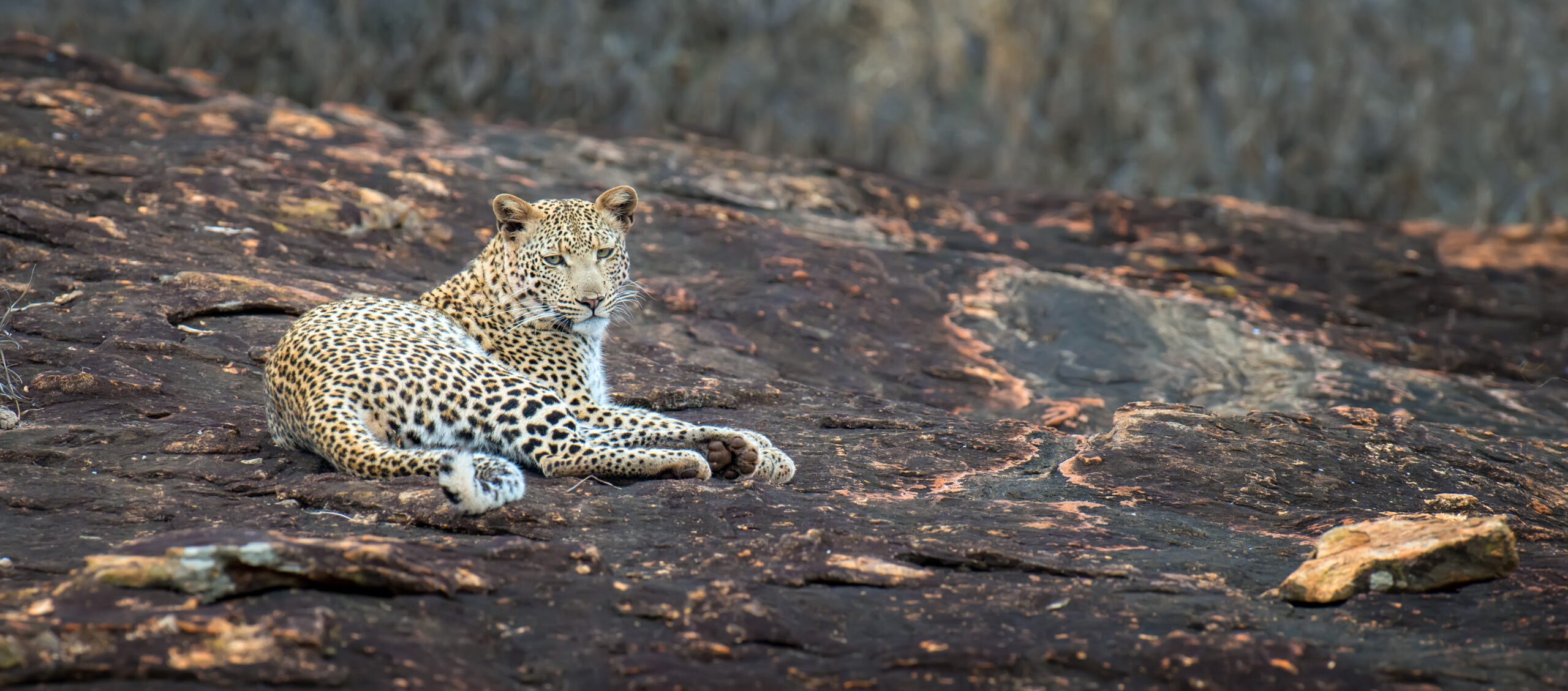 leopard in national park of kenya 2021 08 26 15 56 05 utc scaled