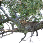 leopard in tree kenya 2021 08 26 18 15 04 utc