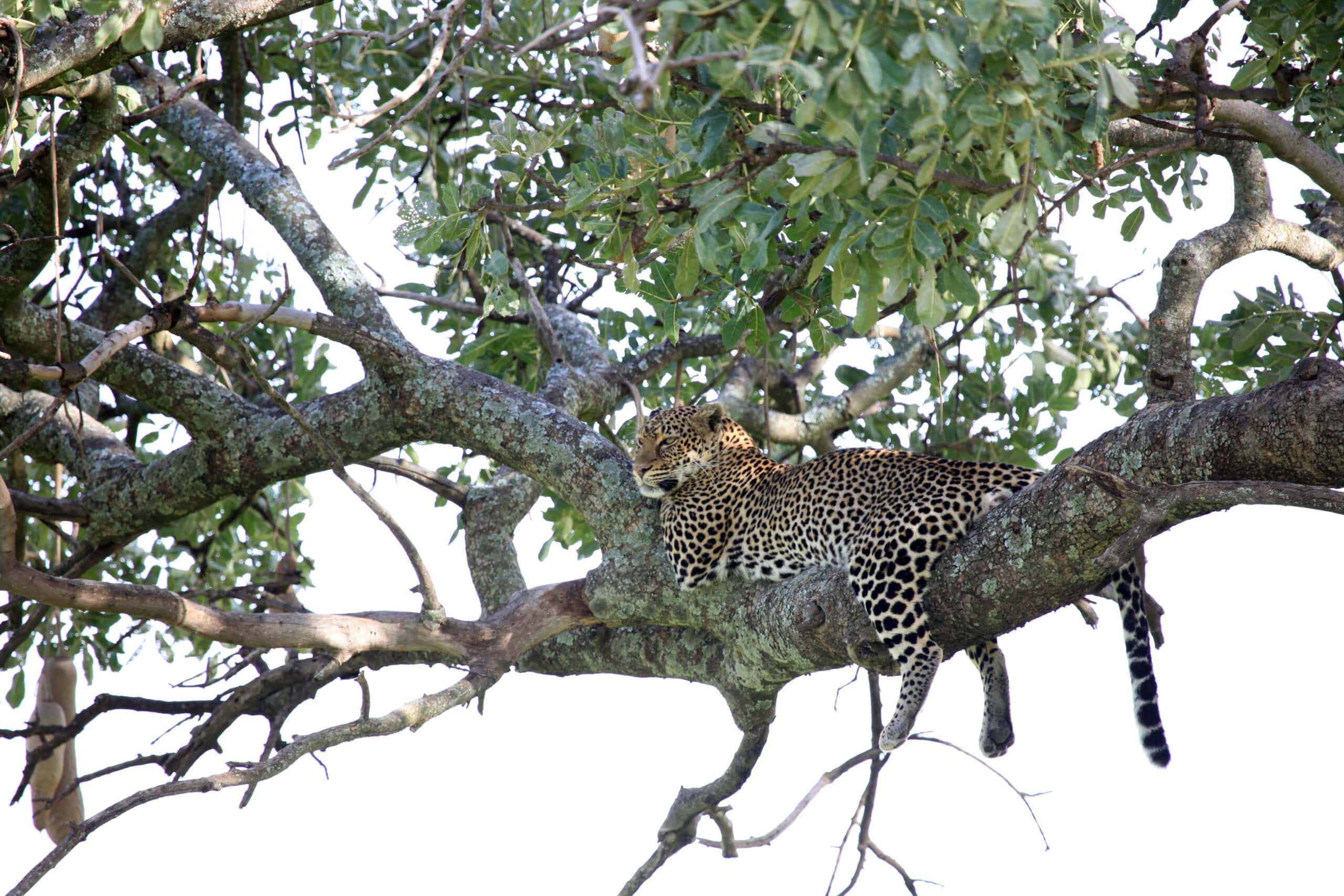 leopard in tree kenya 2021 08 26 18 15 04 utc scaled