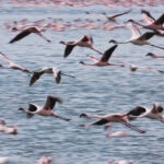 lesser flamingos lake narasha kenya 2022 03 04 02 25 12 utc