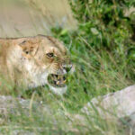 lion in national park of kenya 2021 08 26 15 55 42 utc 1