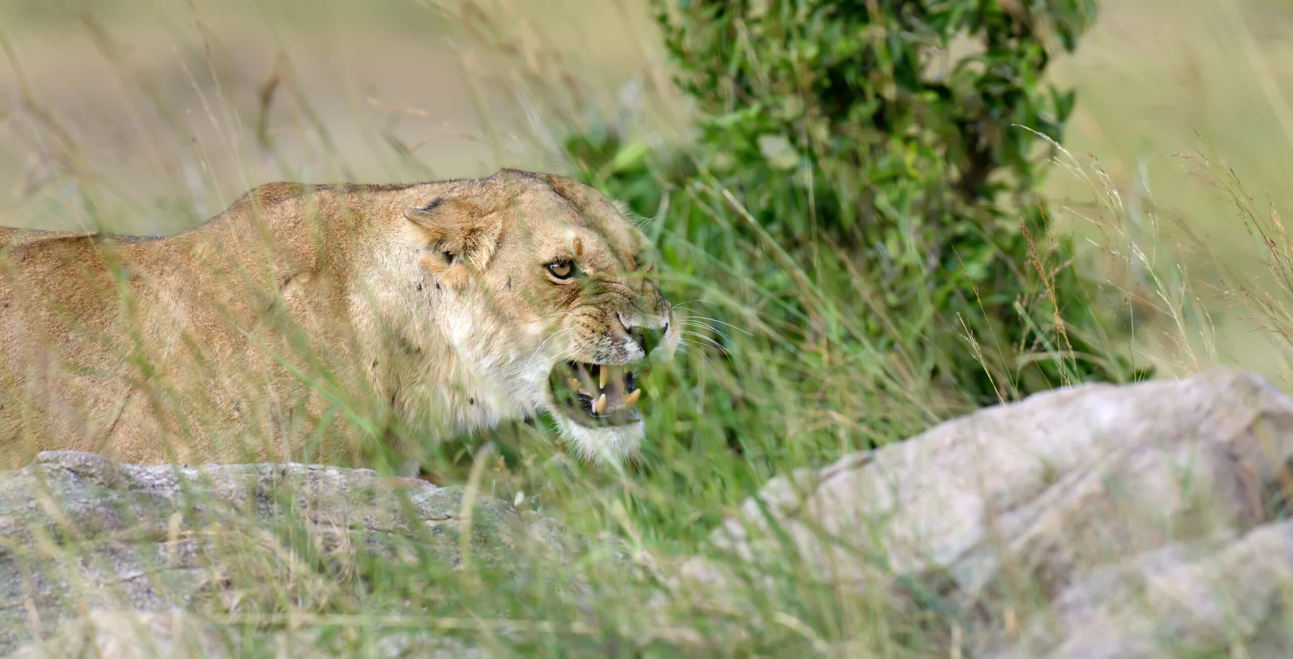 lion in national park of kenya 2021 08 26 15 55 42 utc 1 scaled
