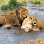 lion in national park of kenya 2021 08 26 15 55 43 utc 1