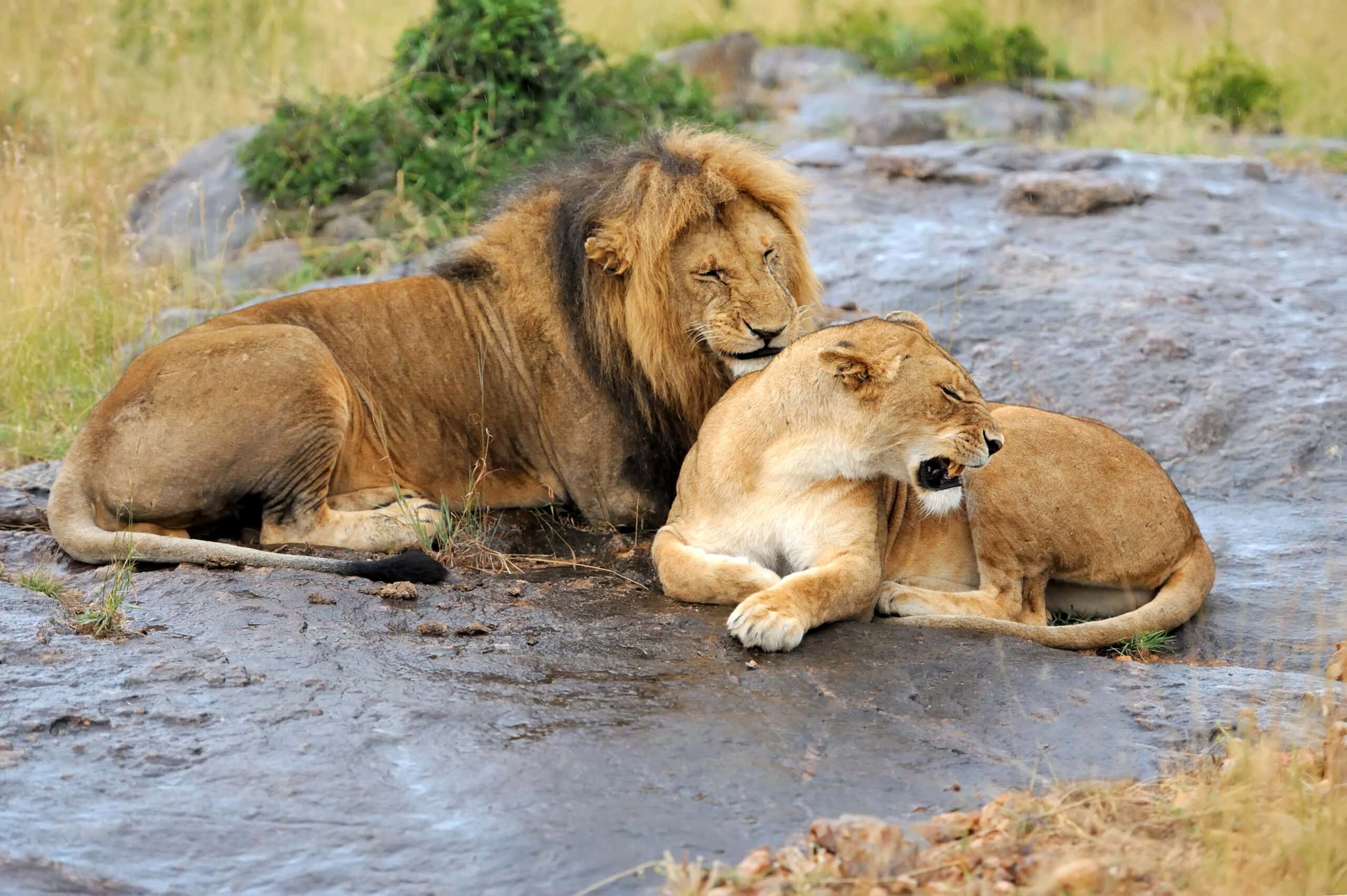 lion in national park of kenya 2021 08 26 15 55 43 utc 1 scaled