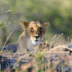 lion in national park of kenya 2021 08 26 15 55 43 utc