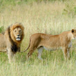 lion in national park of kenya 2021 08 26 15 55 43 utc 2