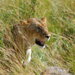 lion in national park of kenya 2021 08 26 15 55 43 utc 3