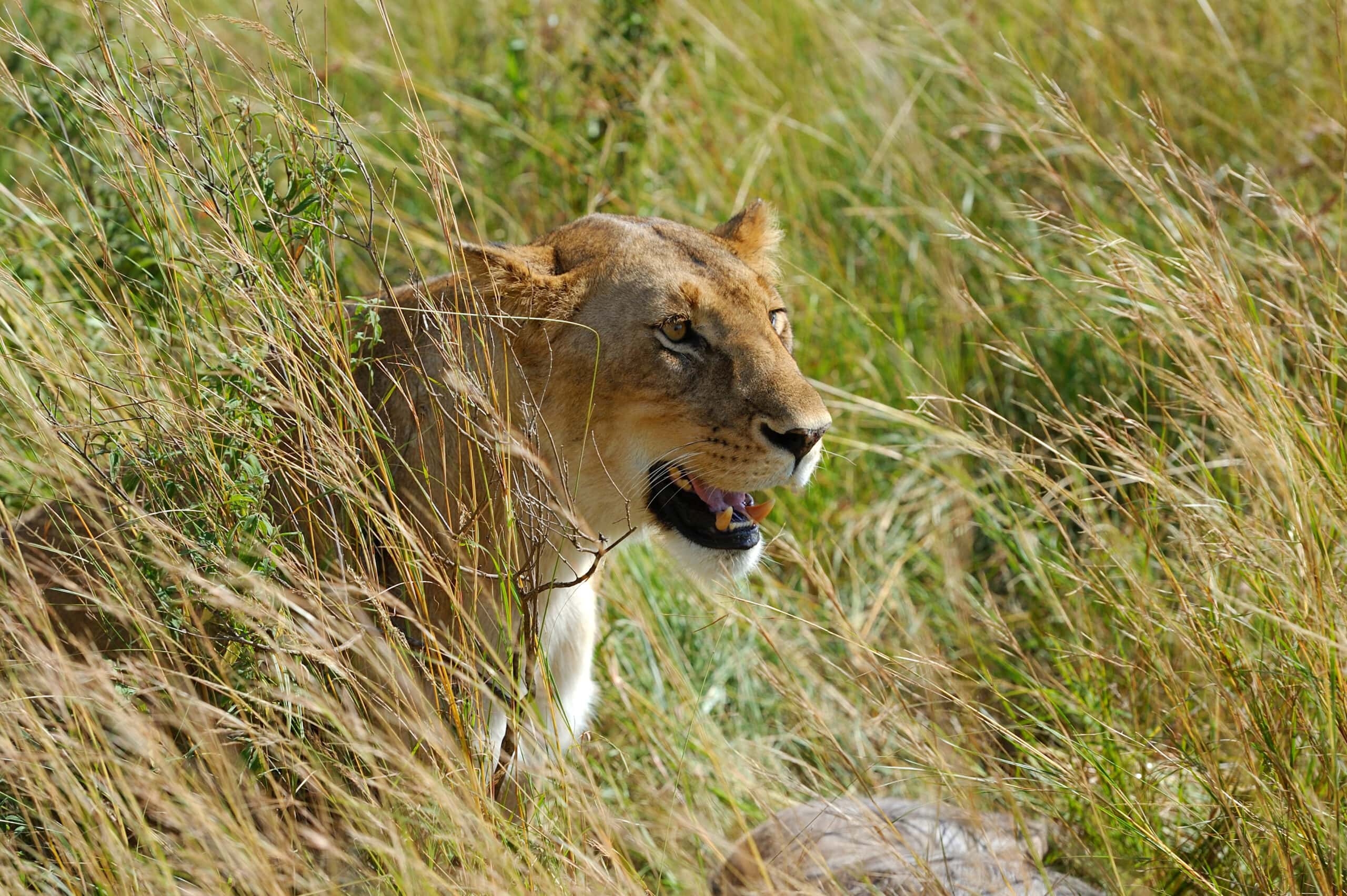 lion in national park of kenya 2021 08 26 15 55 43 utc 3 scaled