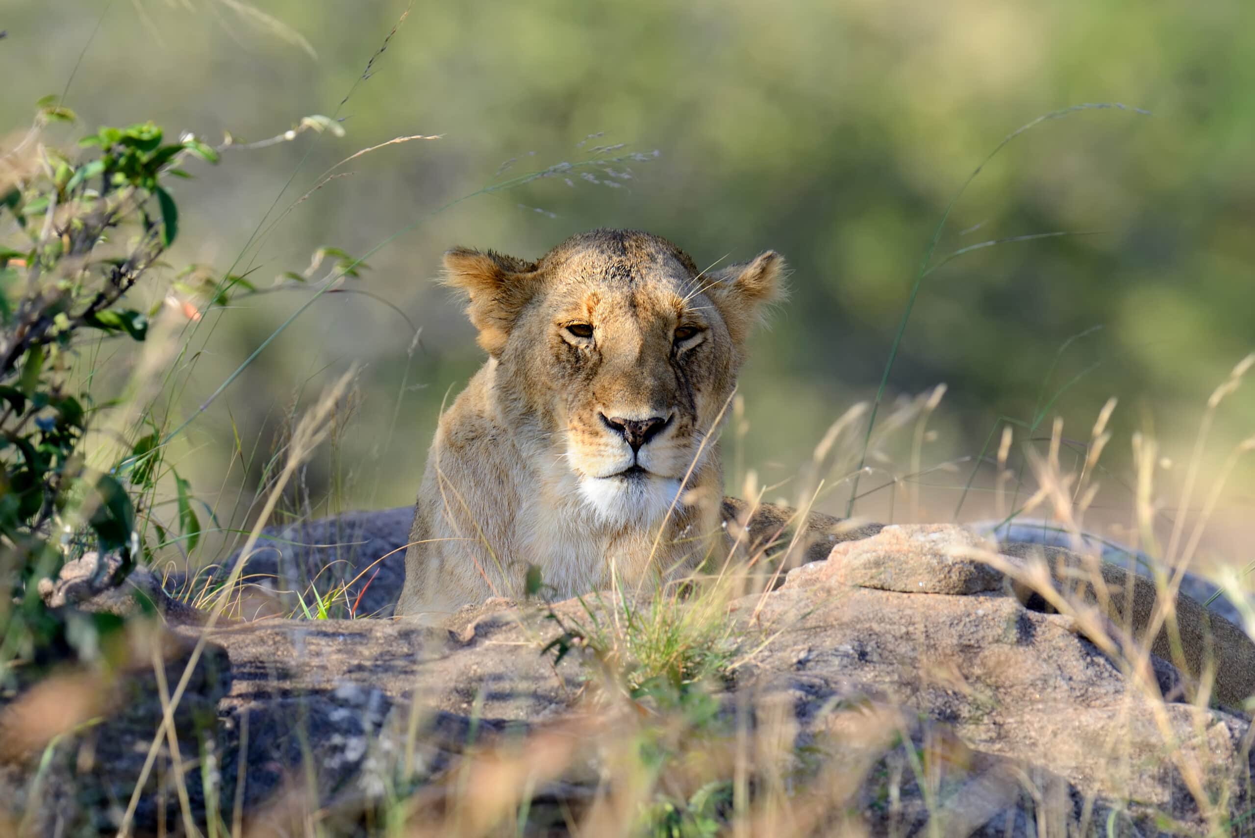 lion in national park of kenya 2021 08 26 15 55 43 utc scaled
