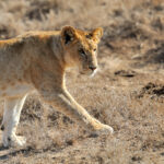 lion in national park of kenya 2021 08 26 15 55 46 utc