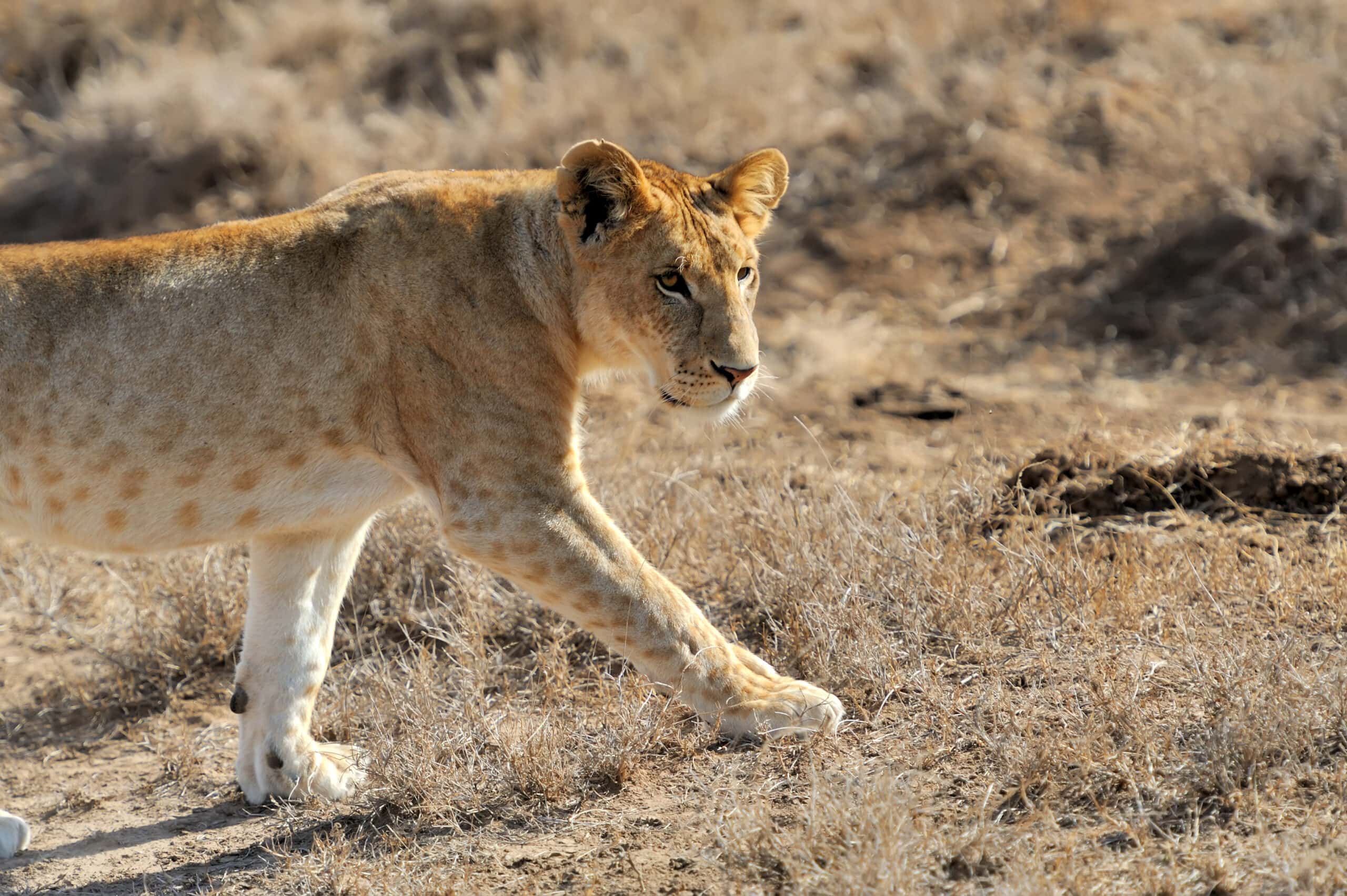 lion in national park of kenya 2021 08 26 15 55 46 utc scaled