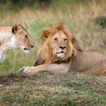 lion in national park of kenya 2021 08 26 15 55 56 utc