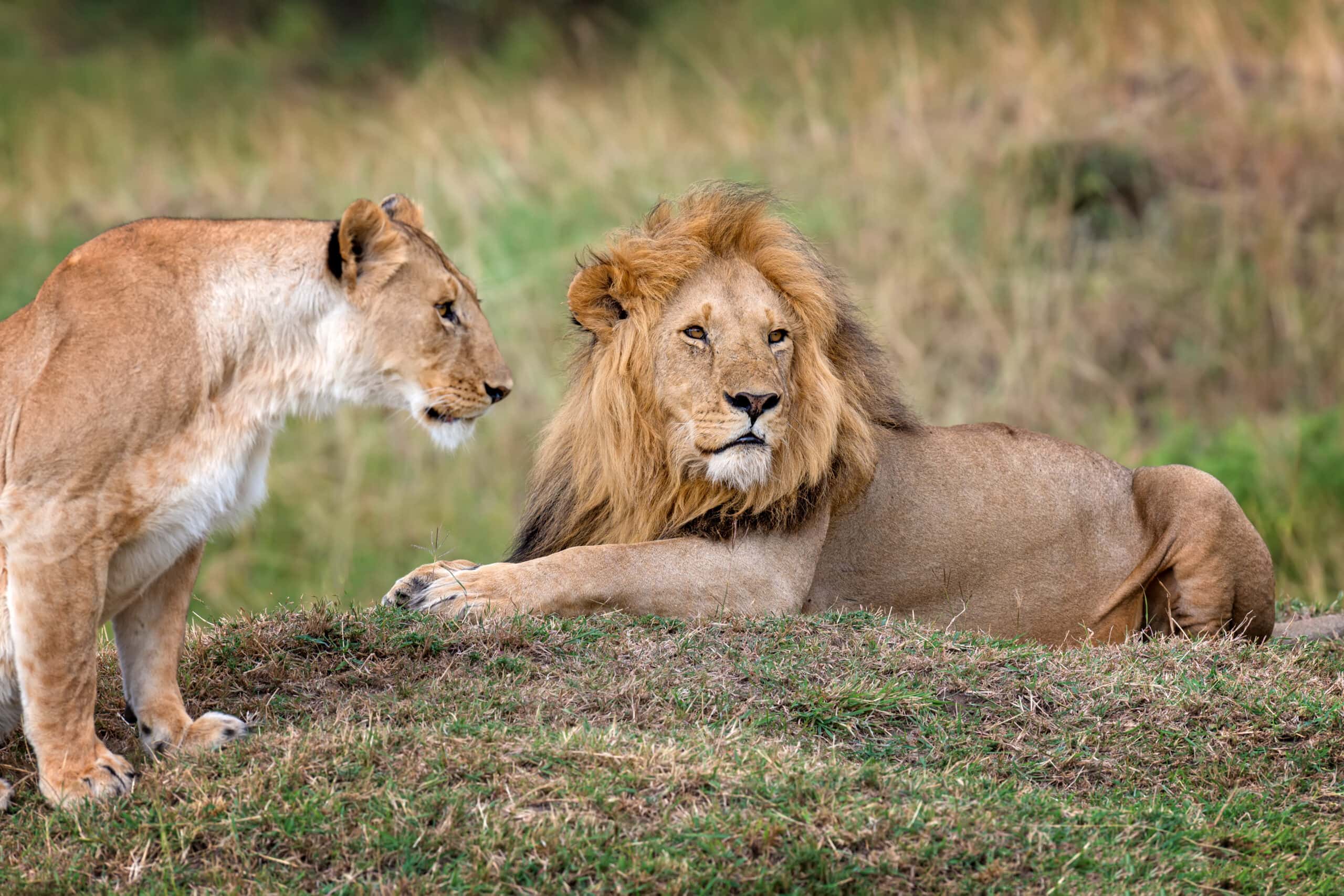 lion in national park of kenya 2021 08 26 15 55 56 utc scaled