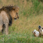 lion in national park of kenya 2021 08 26 15 56 01 utc 1