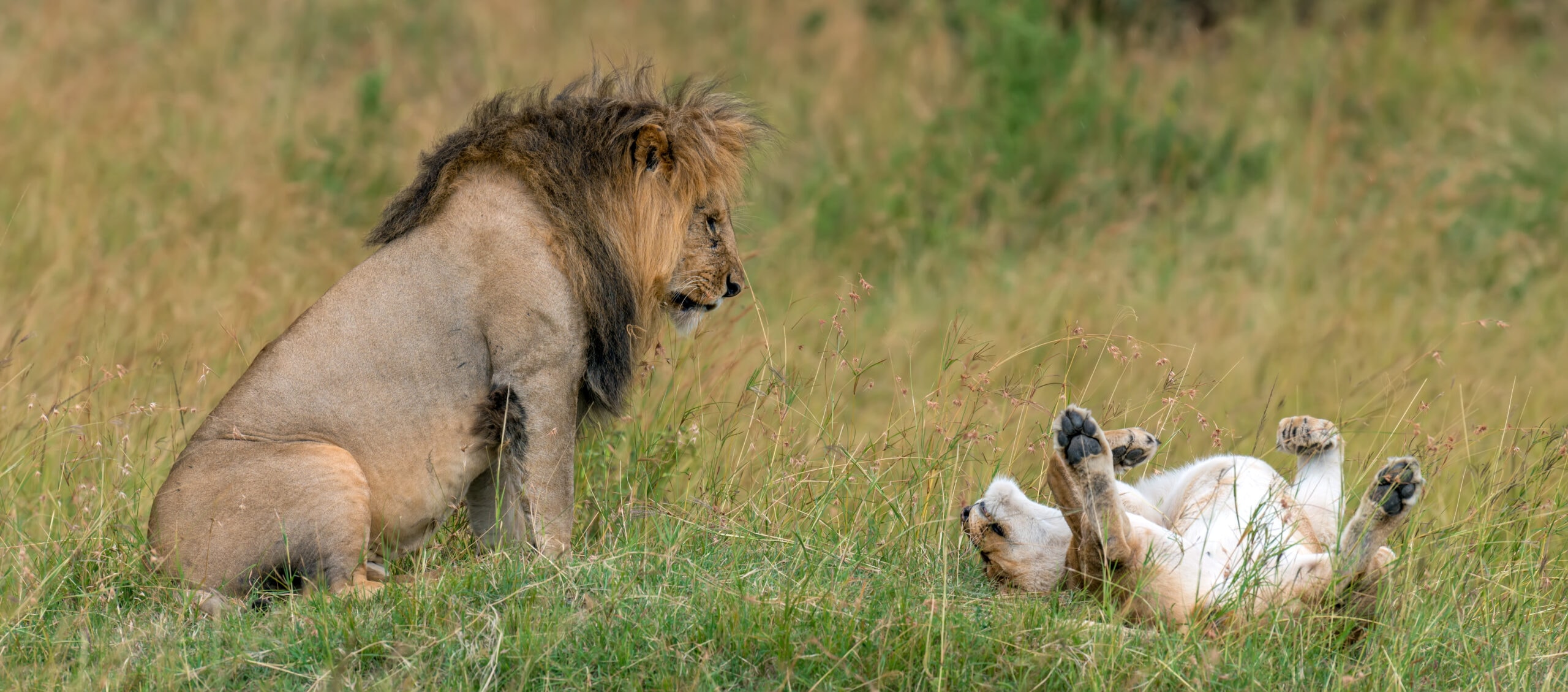 lion in national park of kenya 2021 08 26 15 56 01 utc 1 scaled